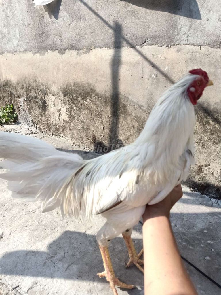 Gà chọi Trắng 2.25kg Đực. Mua bán Gà tại Huyện Thới Bình Cà Mau được đăng bởi Tuấn Khang hình 1
