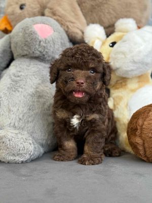 poodle màu sô cô la rất hiếm (ảnh thật ).. Mua bán Chó tại Quận Tân Bình Tp Hồ Chí Minh được đăng bởi Minh vương hình 1
