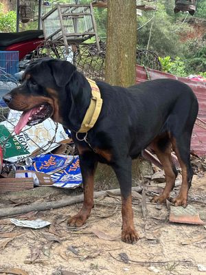 rott cái săp lên giống. Mua bán Chó tại Thành phố Biên Hòa Đồng Nai được đăng bởi Thienthinh thú cưng tam phước