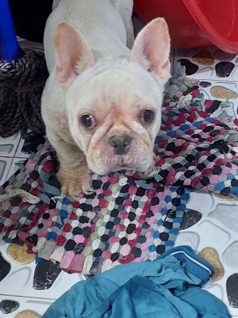bull pháp. Mua bán Chó tại Quận Ninh Kiều Cần Thơ được đăng bởi Tuyet Nguyen Ngoc hình 1