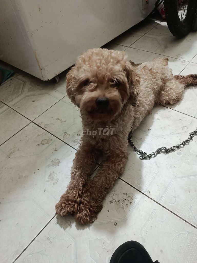 Chó Poodle Đực Nâu 1.5 tuổi. Mua bán Chó tại Quận Thanh Xuân Hà Nội được đăng bởi cris trần hình 1