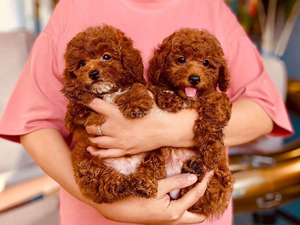 POODLE CUTE NHIỀU MÀU. Mua bán Chó tại Quận Hoàng Mai Hà Nội được đăng bởi O PET  Thế Giới Thú Cưng hình 1