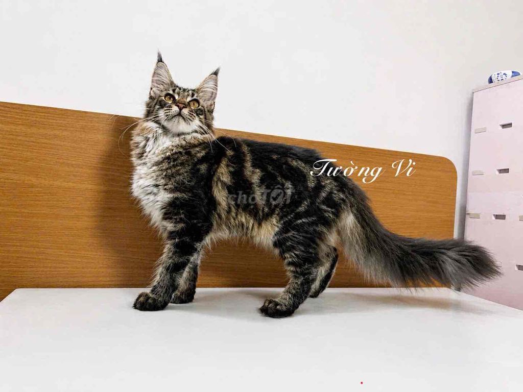 Mèo Mainecoon cái 6 tháng. Mua bán Mèo tại Quận 12 Tp Hồ Chí Minh được đăng bởi PET CƯNG QUẬN 12 hình 1