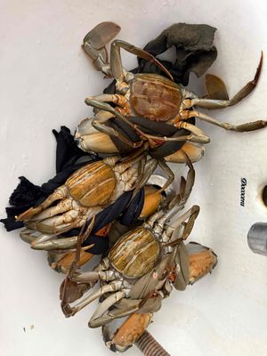 cua gạch. Mua bán Đồ ăn, thực phẩm và các loại khác tại Quận 12 Tp Hồ Chí Minh được đăng bởi HN