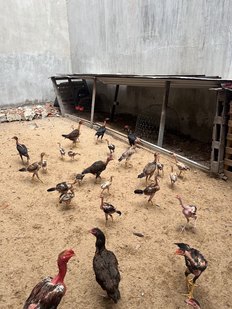 Gà trên 2 tháng ( cả đàn lớn nhỏ ). Mua bán Gà tại Thành phố Vũng Tàu Bà Rịa - Vũng Tàu được đăng bởi Phuong anh Vu hình 1