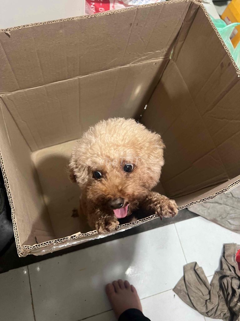 Chó Poodle hơn 1 tuổi màu Nâu. Mua bán Chó tại Quận Thanh Khê Đà Nẵng được đăng bởi Ngọc Toàn Hồ hình 1