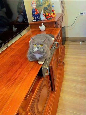 Mèo ALN Bicolor Xám trắng