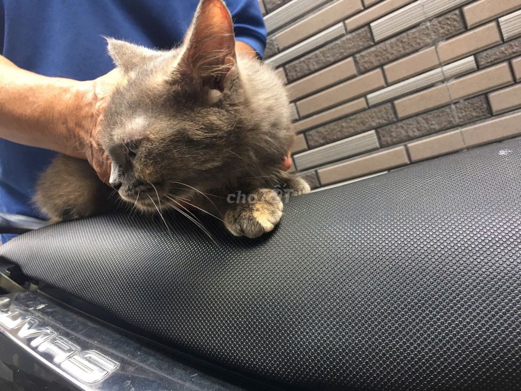 Mèo Anh Lông Ngắn Lai. Mua bán Mèo tại Quận Bình Thạnh Tp Hồ Chí Minh được đăng bởi Nguyễn Thị Mỹ Hiền hình 3