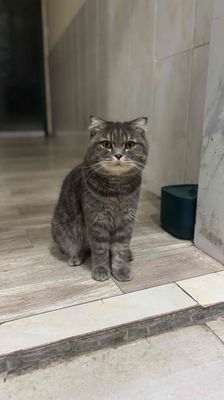 Mèo ALN 3 tuổi. Mua bán Mèo tại Thành phố Thủ Đức Tp Hồ Chí Minh được đăng bởi Nguyễn Quang Huy