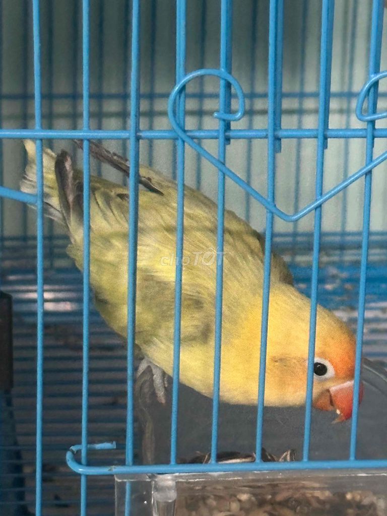 Lovebird Euwing Trống