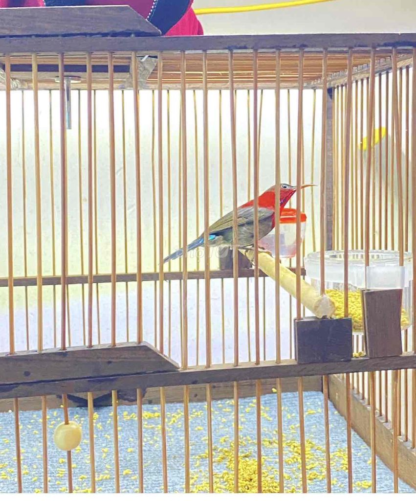 trọn bộ xác phá0 và lồng để bàn. Mua bán Chim tại Quận 12 Tp Hồ Chí Minh được đăng bởi Triển hình 1