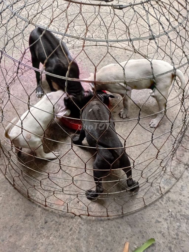 Chó Phú Quốc thuần chủng. Mua bán Chó tại Quận 11 Tp Hồ Chí Minh được đăng bởi anh phát hình 1