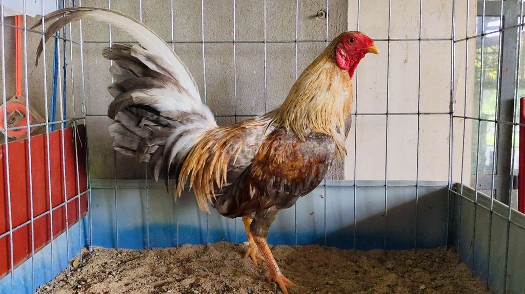 Gà tre cú 1.1kg có 1 mắt. Mua bán Gà tại Huyện Củ Chi Tp Hồ Chí Minh được đăng bởi Gà Tre Gà Nòi Gà Cảnh Củ Chi hình 1