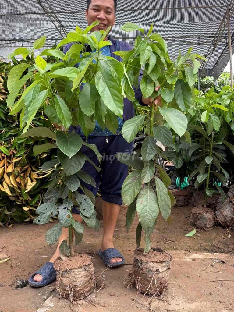 Cây giống Bơ ghép. Mua bán Cây cảnh, đồ trang trí tại Huyện Sông Lô Vĩnh Phúc được đăng bởi Nhà vườn Ngọc Trang hình 1