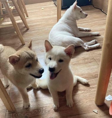 Shiba Inu lưỡi đen vàng, trắng. Mua bán Chó tại Quận Tân Bình Tp Hồ Chí Minh được đăng bởi Bảo An