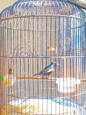 full bộ họng đen tuyển đẹp hót hay. Mua bán Chim tại Quận 12 Tp Hồ Chí Minh được đăng bởi Triển