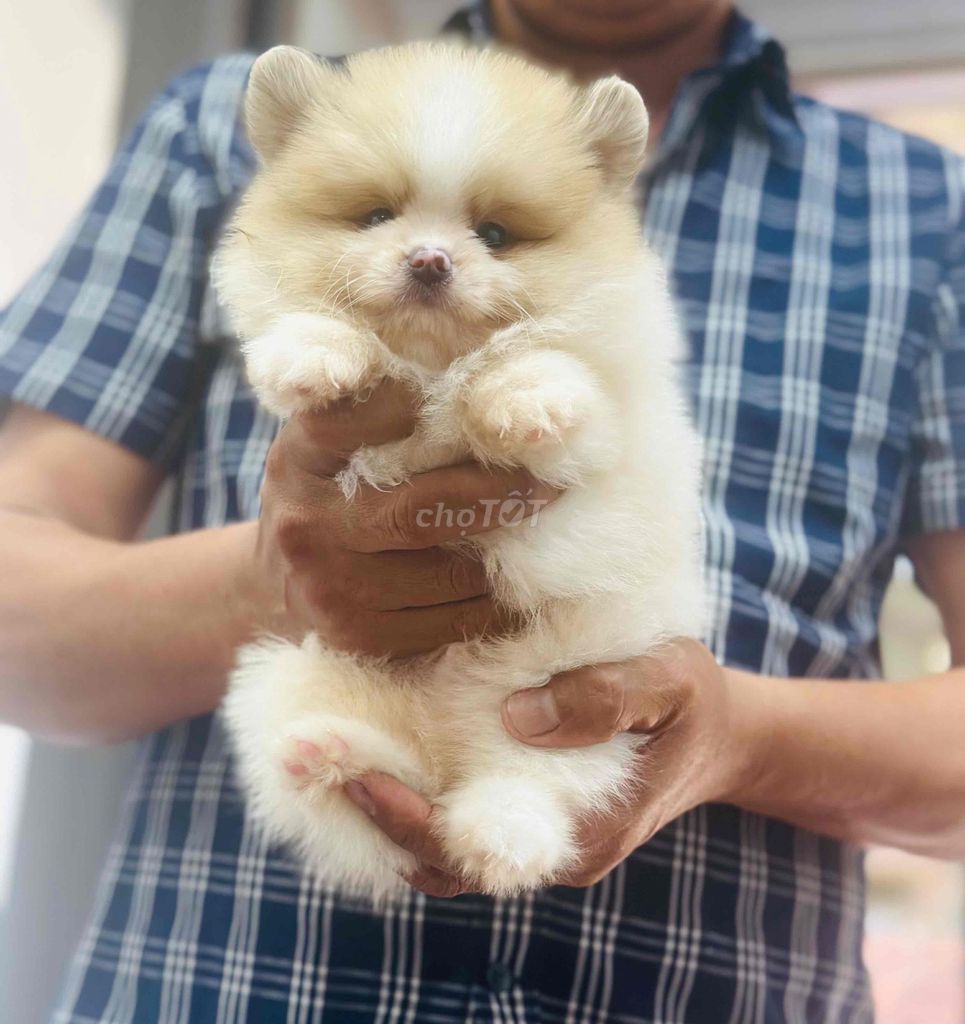 Chó Phốc Sóc 2 tháng đã tiêm phòng. Mua bán Chó tại Quận Hoàng Mai Hà Nội được đăng bởi Giang  hình 1