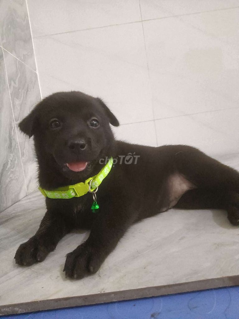 Chó Labrador F1 đen tuyền mập ú dễ thương . Mua bán Chó tại Quận 6 Tp Hồ Chí Minh được đăng bởi Tăng Chí Lương  hình 1