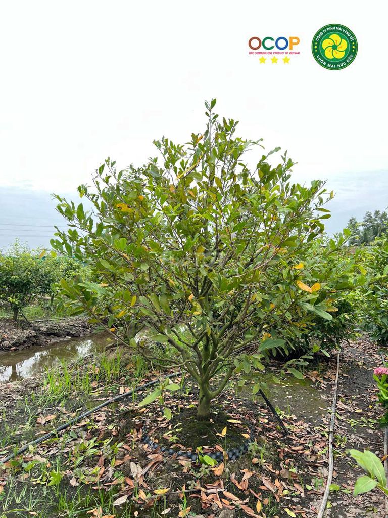 Mai vàng 80 cây hoành cở chai C2. Mua bán Cây cảnh, đồ trang trí tại Huyện Chợ Mới An Giang được đăng bởi Minhduc Dang hình 1