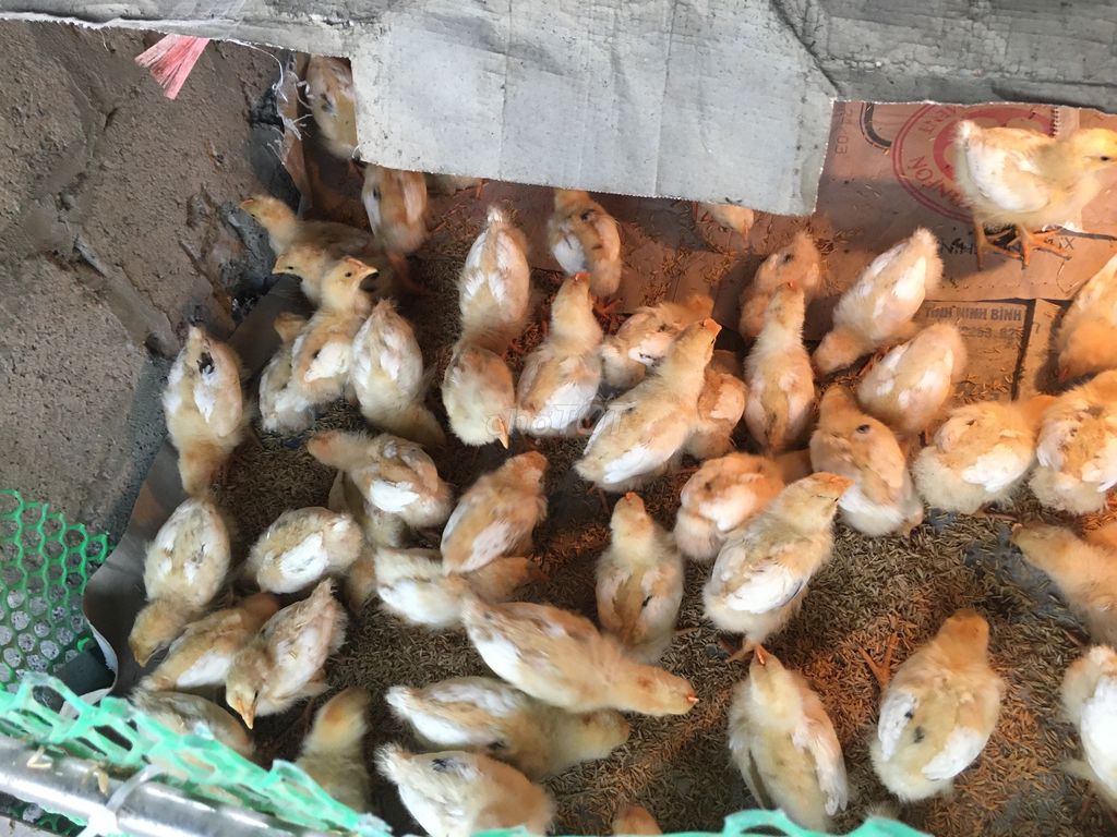 Gà con Vàng Khỏe mạnh. Mua bán Gà tại Huyện Kiến Xương Thái Bình được đăng bởi Huong Hoang hình 1