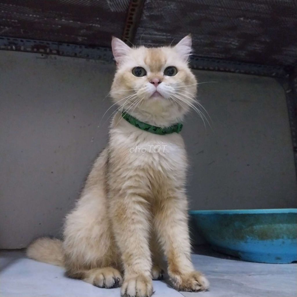 Phối giống Mèo ALN Đực golden, silver bao đậu Q12. Mua bán Mèo tại Quận 12 Tp Hồ Chí Minh được đăng bởi Lâm Phong hình 1