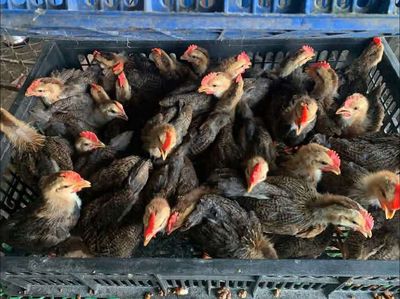 Gà lai chọi 4 lạng còn giá 45k con. Mua bán Gà tại Thành phố Buôn Ma Thuột Đắk Lắk được đăng bởi bùi văn long
