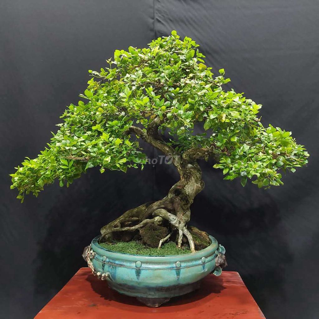 Cây nguyệt quế chữ C cao 63cm