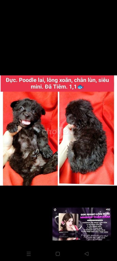 Chó Poodle lai Đực Siêu mini Đen. Mua bán Chó tại Huyện Hóc Môn Tp Hồ Chí Minh được đăng bởi fb NH Táo bán điện thoại và chó mèo có ship hình 1