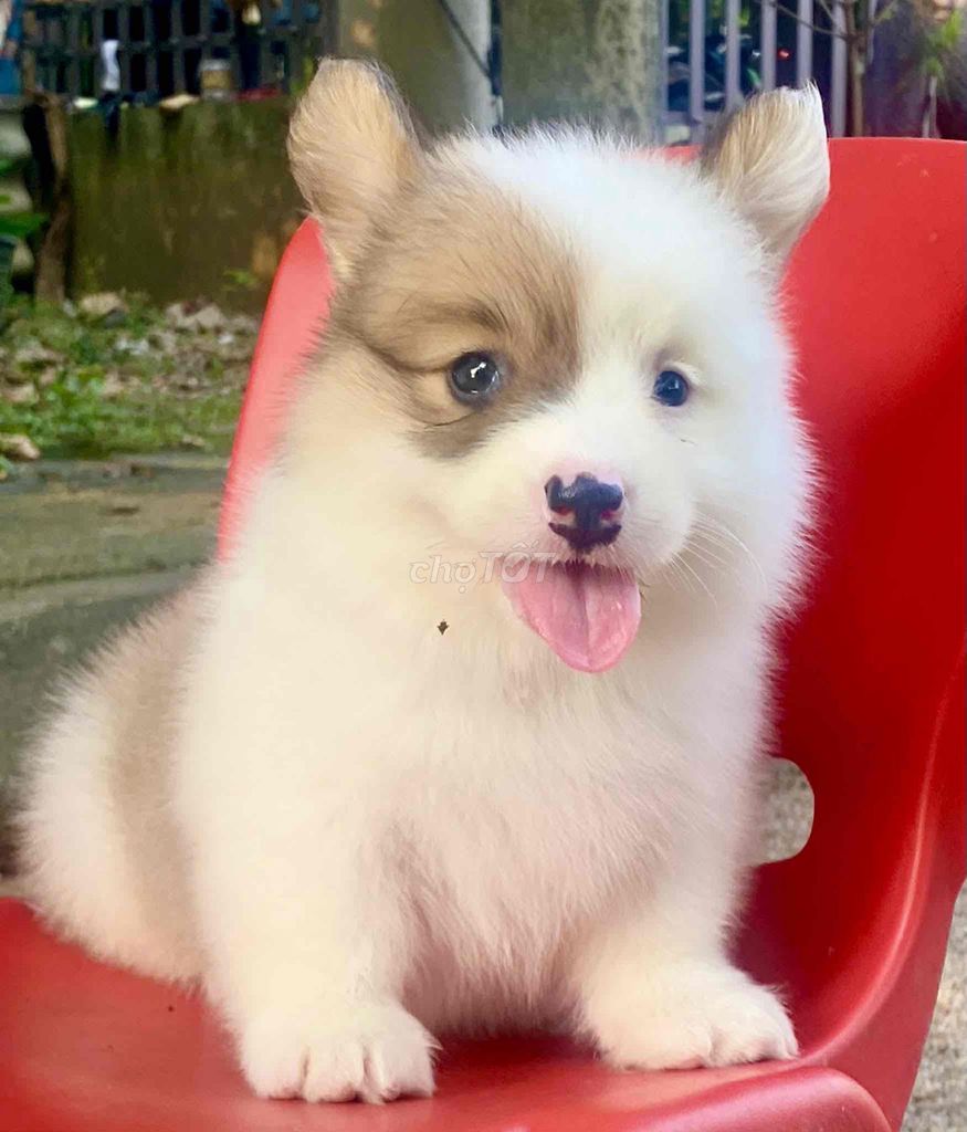 Chó Corgi thuần chủng nhà đẻ. Mua bán Chó tại Quận Liên Chiểu Đà Nẵng được đăng bởi Vân  hình 1