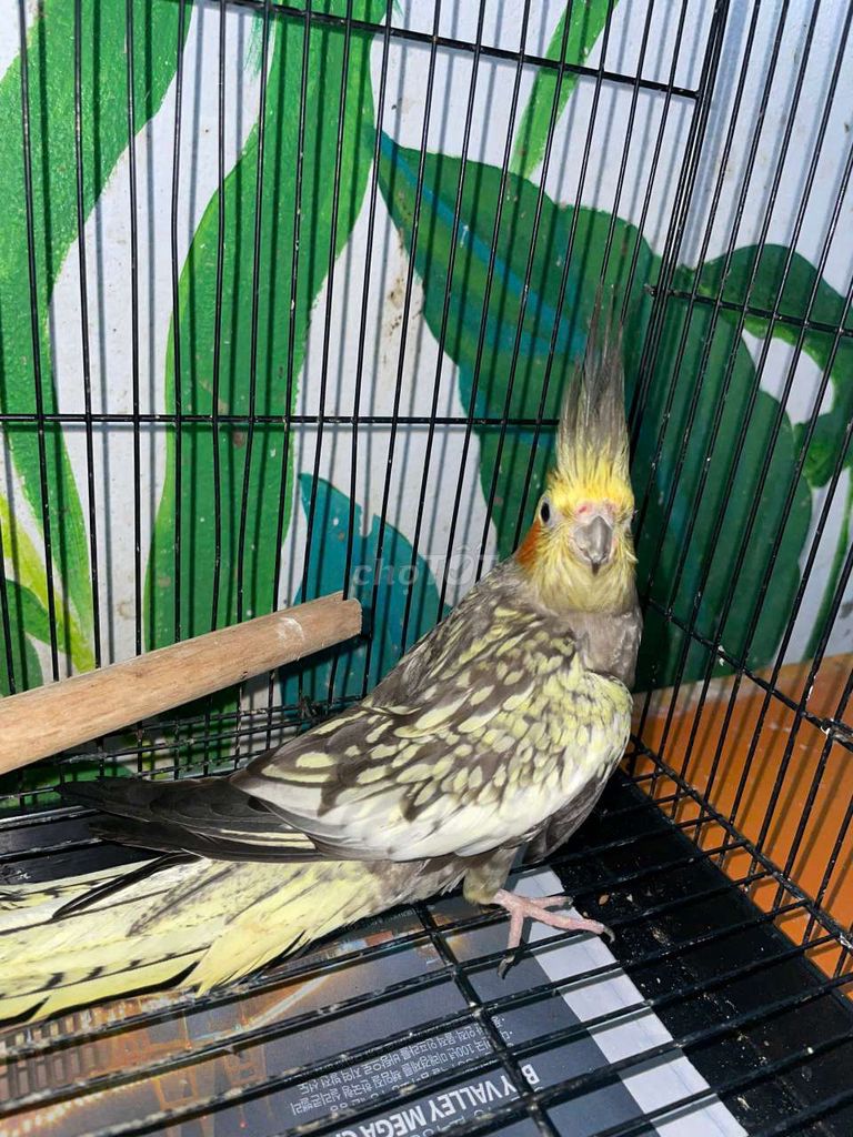 Chim cockatiel trưởng thành