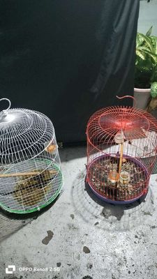 TL hoặc GL 2 lòng... Mua bán Chim tại Quận Tân Bình Tp Hồ Chí Minh được đăng bởi Lục Chí Thành