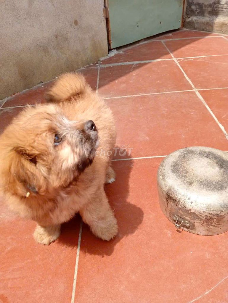 Chó Poodle 3 tháng tuổi. Mua bán Chó tại Quận Nam Từ Liêm Hà Nội được đăng bởi Nguyễn Khắc Duy hình 1