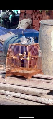 Cần ra cả bộ chào mào. Mua bán Chim tại Thành phố Thủ Đức Tp Hồ Chí Minh được đăng bởi Hiếu nhỏ