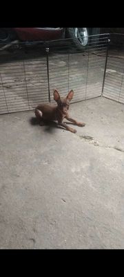 Fox hươu cái màu Socolla size nhỏ