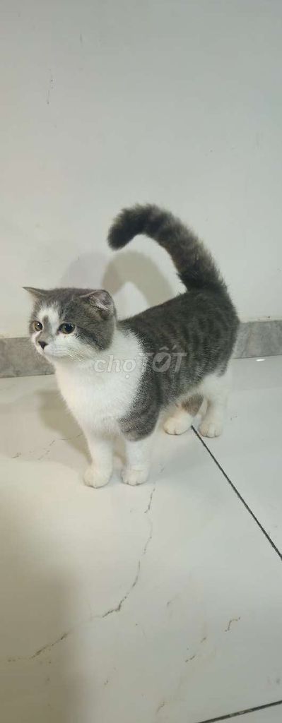 Mèo Anh lông ngắn đực 6 tháng đã tiêm. Mua bán Mèo tại Quận 8 Tp Hồ Chí Minh được đăng bởi Nhiêu Quân 30. Trần hình 1