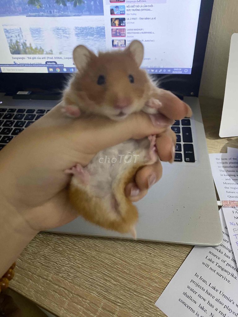 Chuột Hamster Trắng Vàng. Mua bán Thú cưng khác tại Quận Hoàng Mai Hà Nội được đăng bởi Minh Hải hình 1