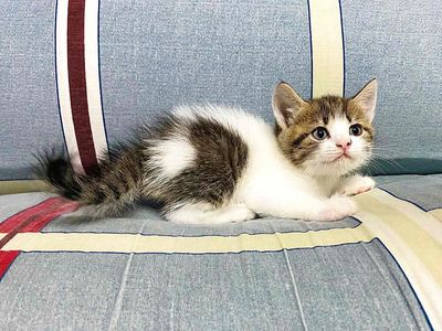 Bé Bi Tabby tìm 🏡 mới