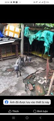 Phối chó Phú Quốc tại Hải Phòng ( vện bạch hổ)