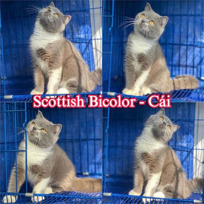 HCM mèo bicolor như hình tìm nhà mới cho bé. Mua bán Mèo tại Huyện Hóc Môn Tp Hồ Chí Minh được đăng bởi Khanh K