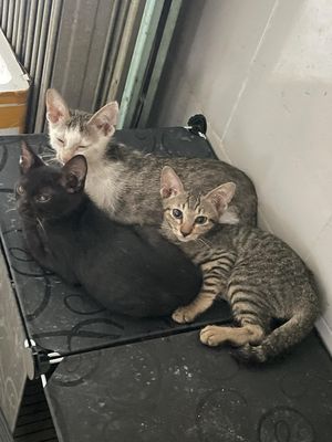 Mèo cả hai màu Đen Vằn Trắng