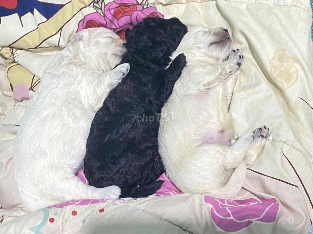 Chó Lai Bichon Poodle Trắng Đen. Mua bán Chó tại Thành phố Thủ Đức Tp Hồ Chí Minh được đăng bởi Đoàn Khiêm hình 1