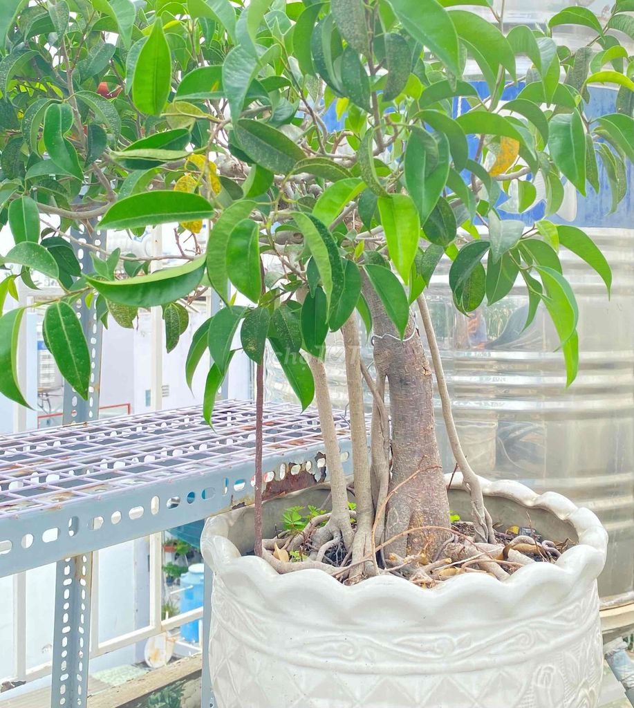 Bonsai Cây Si Rễ Bay, Góc Nghệ Thuật Xưa Quý. Mua bán Cây cảnh, đồ trang trí tại Quận Tân Phú Tp Hồ Chí Minh được đăng bởi Nguyễn Hoàng hình 1