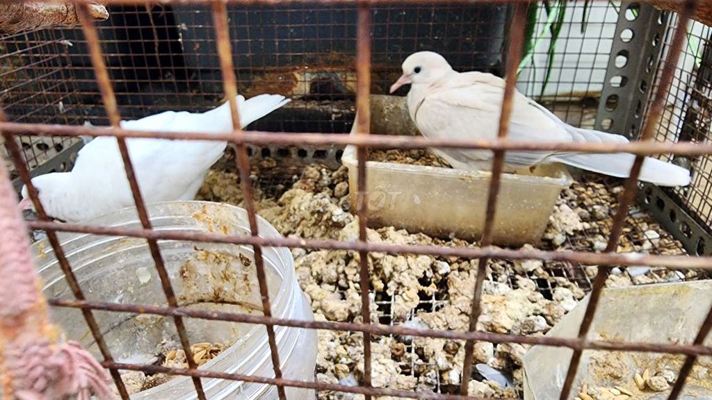 Chim cu Pháp theo cặp cần bán. Mua bán Chim tại Quận Phú Nhuận Tp Hồ Chí Minh được đăng bởi Mr Minh hình 1