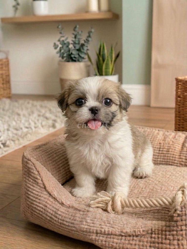 Bé trai Bichon đực mặt siêu đẹp thông minh. Mua bán Chó tại Quận Tân Bình Tp Hồ Chí Minh được đăng bởi HƯNG LỘC PHÁT hình 1