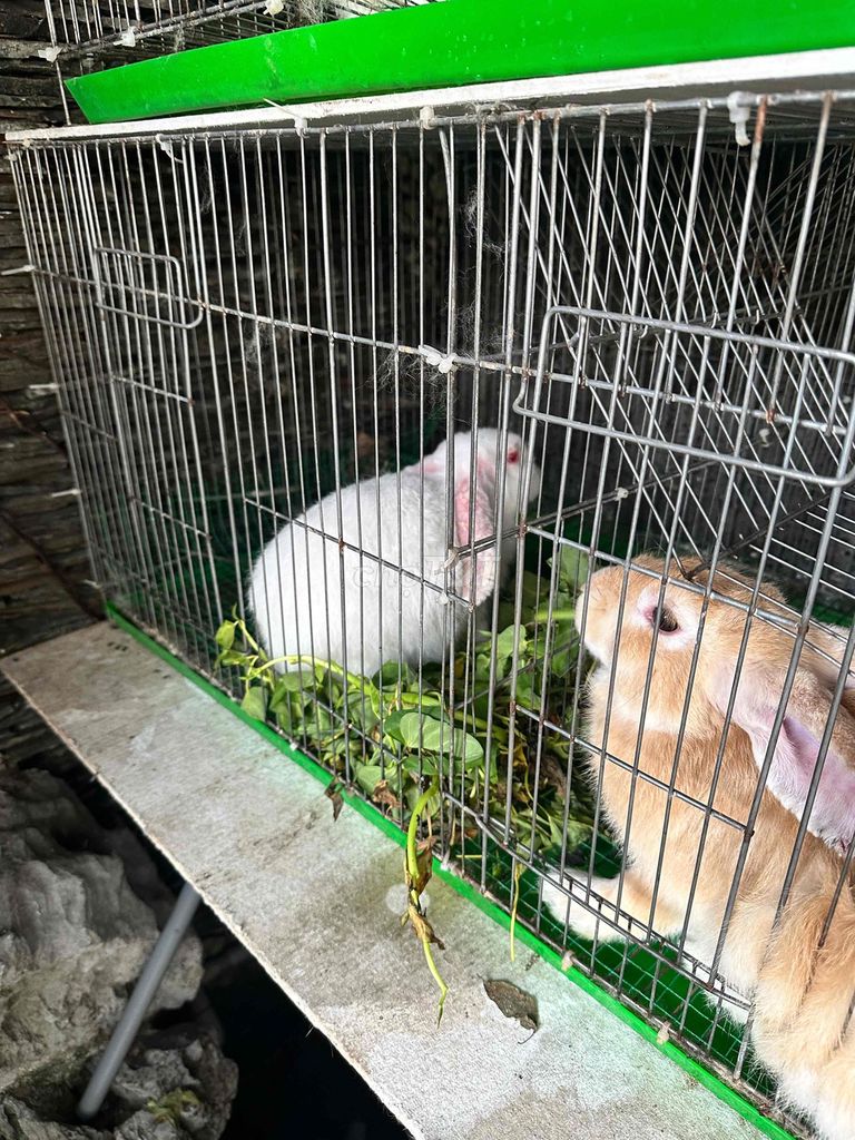 Thỏ cái Trắng Nâu đang lên giống. Mua bán Thú cưng khác tại Quận Bình Thạnh Tp Hồ Chí Minh được đăng bởi Luân hình 1