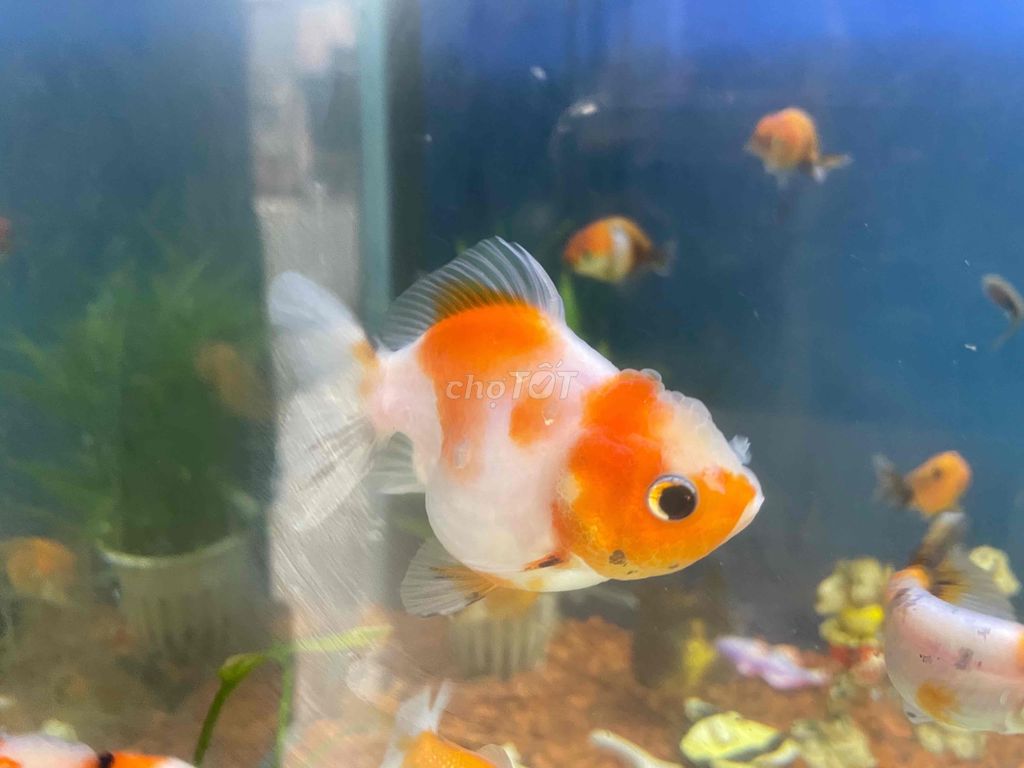 Cá Oranda. Mua bán Thú cưng khác tại Quận 12 Tp Hồ Chí Minh được đăng bởi Trần Hữu Lượng hình 1