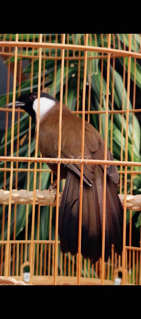 chim da bò. Mua bán Chim tại Huyện Củ Chi Tp Hồ Chí Minh được đăng bởi Nguyen tuan vu hình 1