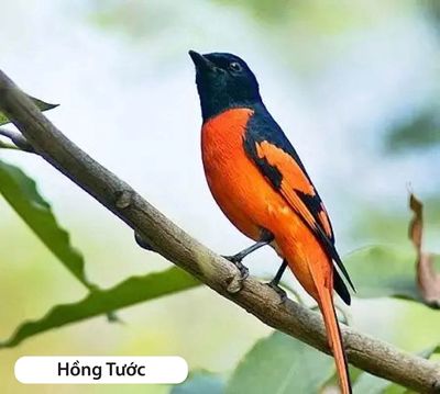 450k/con ăn sâu. Mua bán Chim tại Quận Tân Bình Tp Hồ Chí Minh được đăng bởi Chim Cảnh Duy Tân