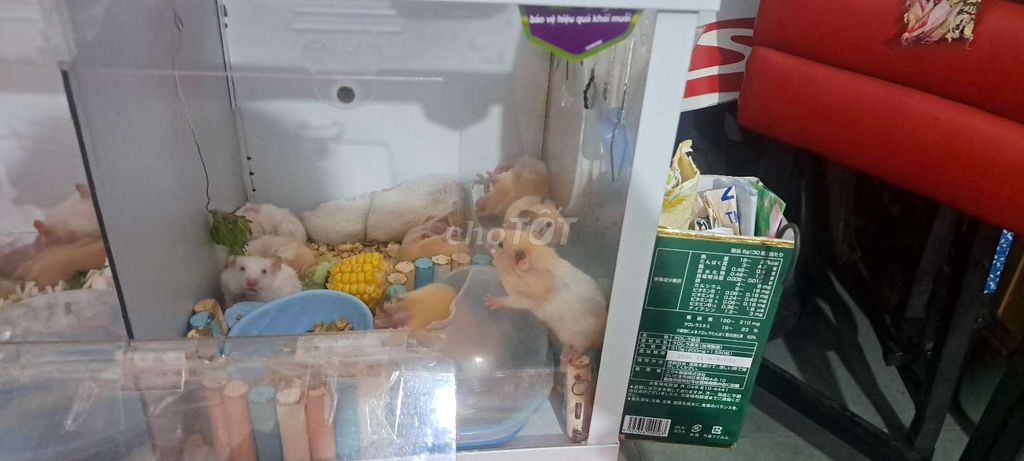 Chuột Hamter Beer (10 con )