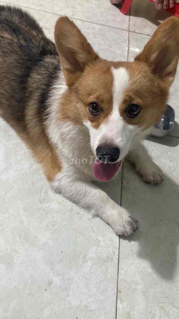 Chó Corgi vàng trắng đen 8 tháng. Mua bán Chó tại Quận Gò Vấp Tp Hồ Chí Minh được đăng bởi Thị Minh Tú Đàm hình 1